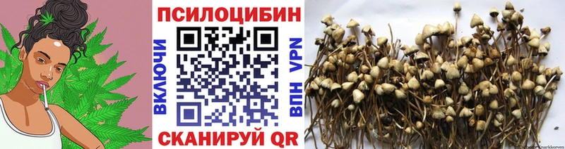 Псилоцибиновые грибы Psilocybine cubensis  Сысерть 